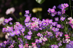 はないろ2019♪14