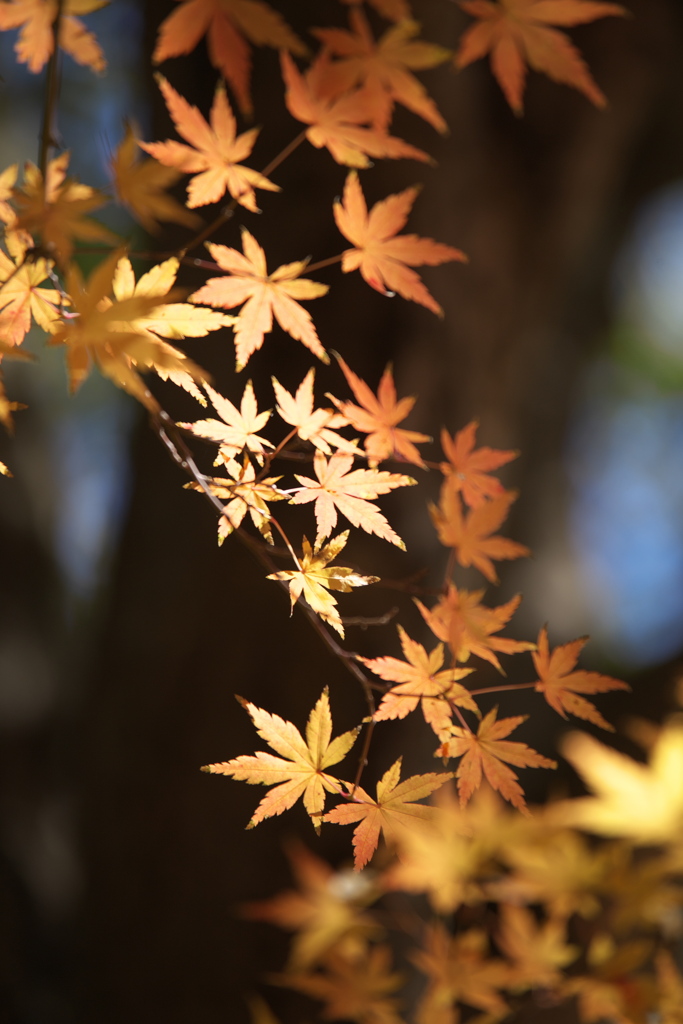 晩秋の紅葉・鑁阿寺（ばんなじ）♪7