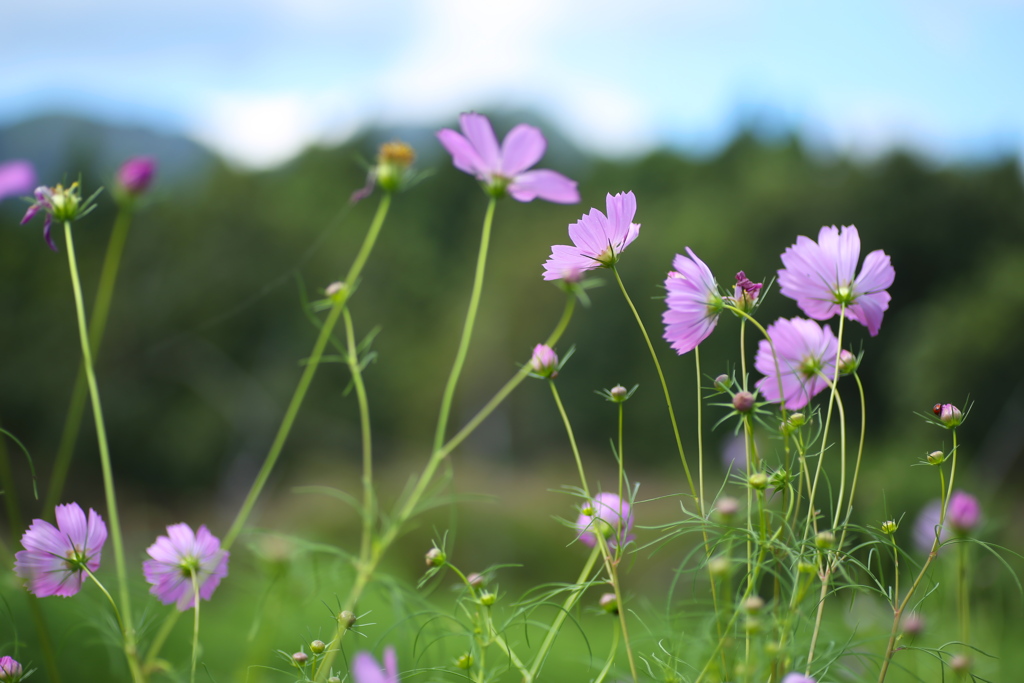 初秋の花農場♪1