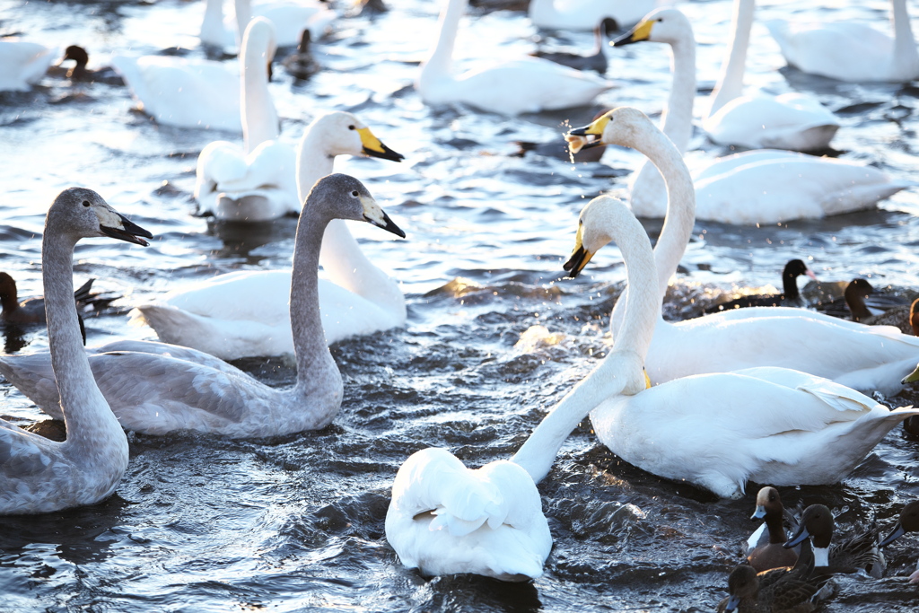 多々良沼の白鳥さん♪2