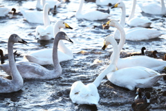 多々良沼の白鳥さん♪2