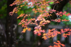 古峰神社の秋♪４