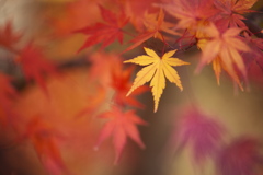 紅葉の頃・みかも山♪1