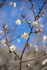 万葉庭園の梅♪4