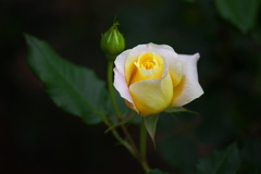 5月の薔薇♪1