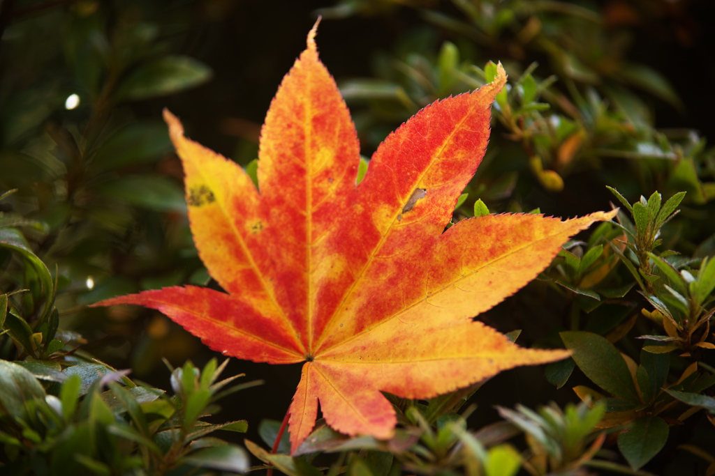 紅葉日光・逍遥園♪7