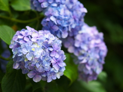 礒山神社のアジサイ♪6