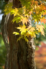 紅葉の頃・逍遥園♪8