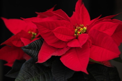 ポインセチアの季節♪2