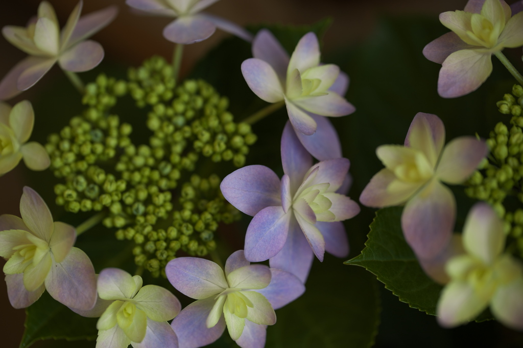 紫陽花色♪2