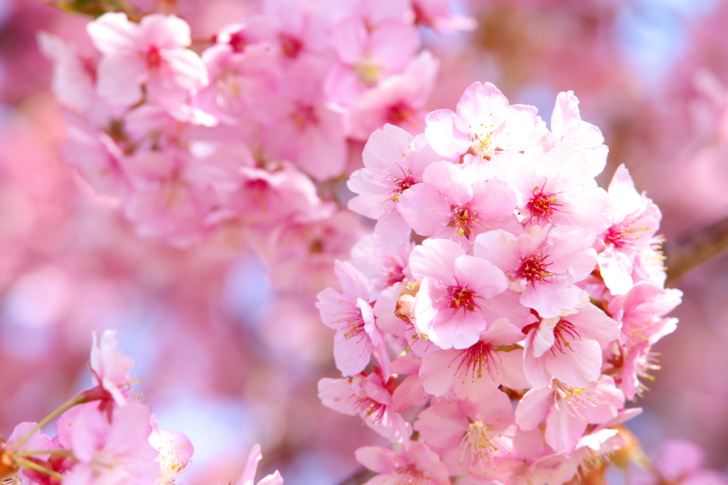 公園の河津桜♪3