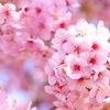 公園の河津桜♪3