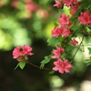 唐沢山の躑躅♪2