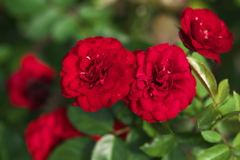晩夏の薔薇♪3