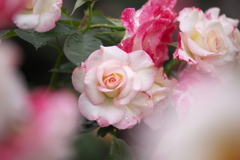 想い出の薔薇♪9