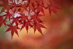 水辺の紅葉♪5
