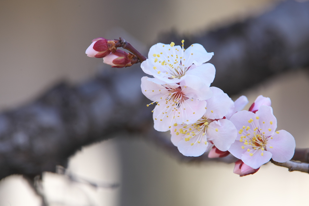 天神様の梅♪1