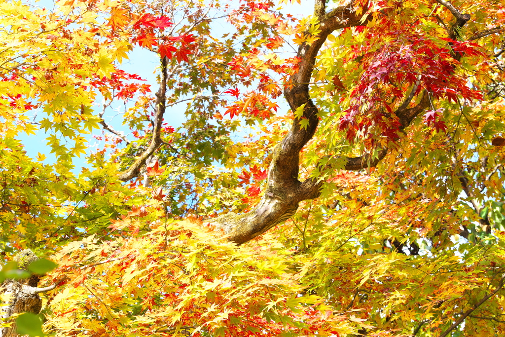 紅葉・逍遥園♪5