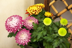 迎春♪3