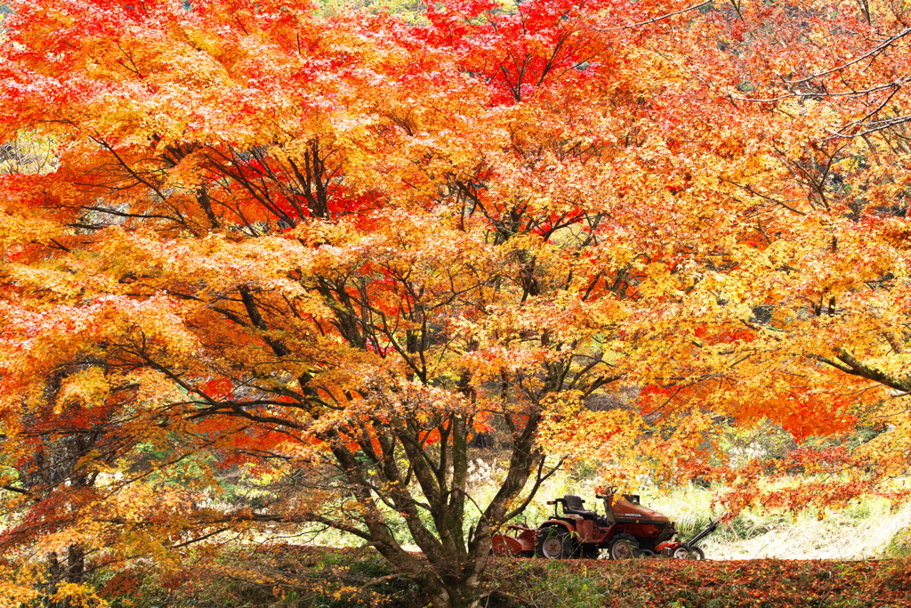 紅葉・あわの街道♪4