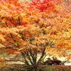 紅葉・あわの街道♪4