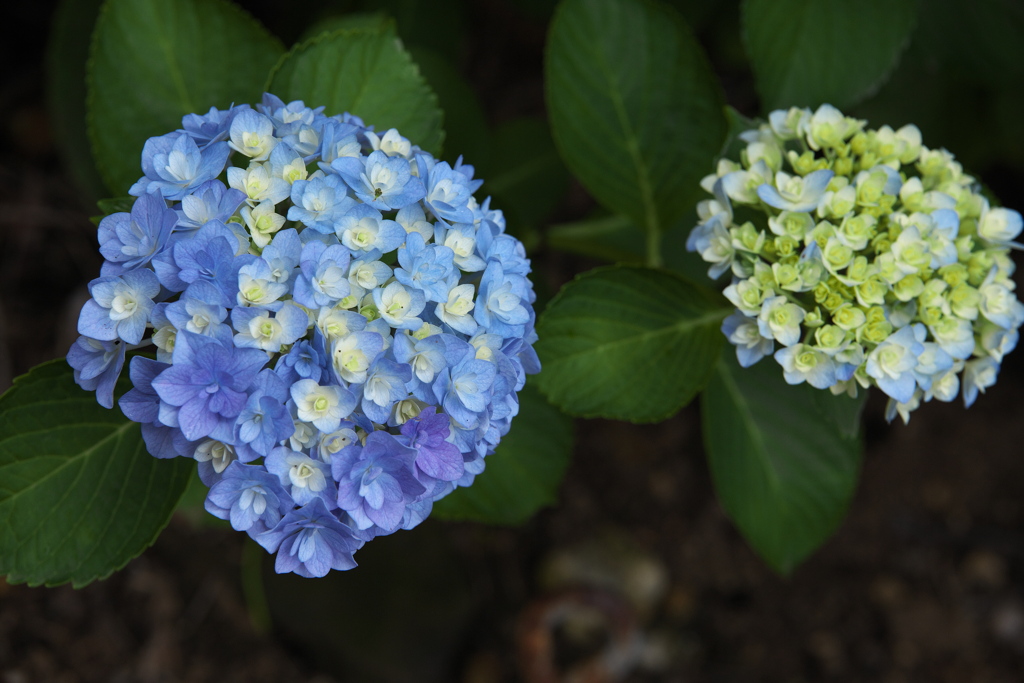 紫陽花・清水寺（せいすいじ）♪