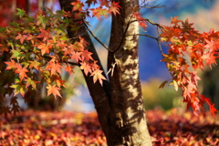 富弘美術館・紅葉♪４