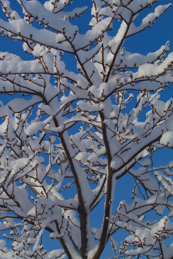 雪の日