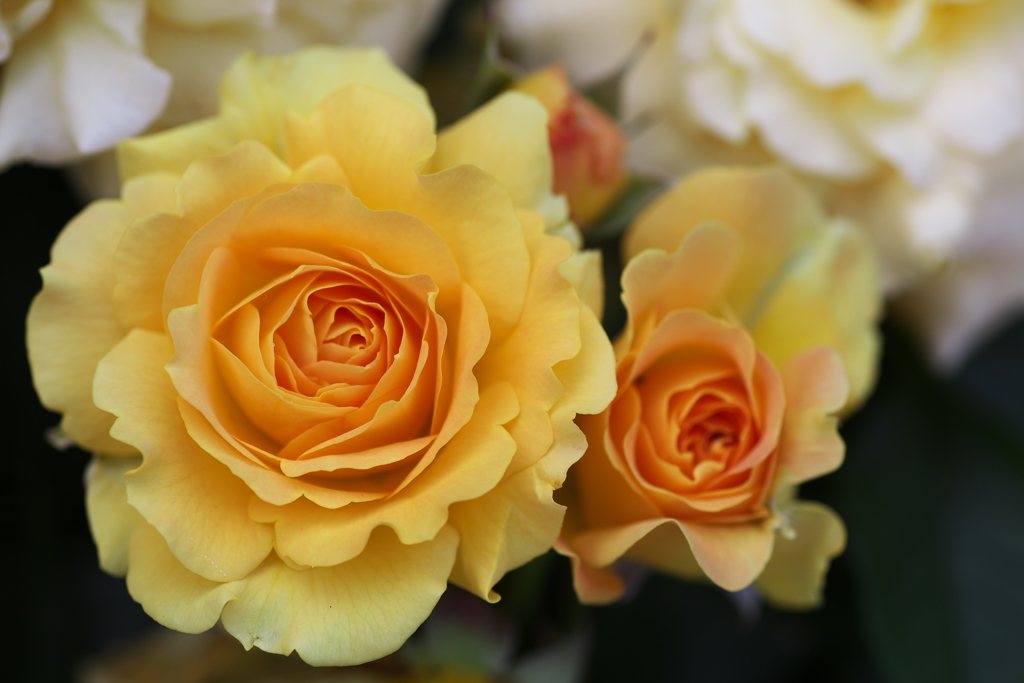 初夏のフラワーパーク♪11