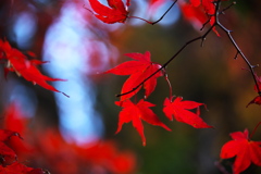 紅葉・金剛山瑞峯寺♪3