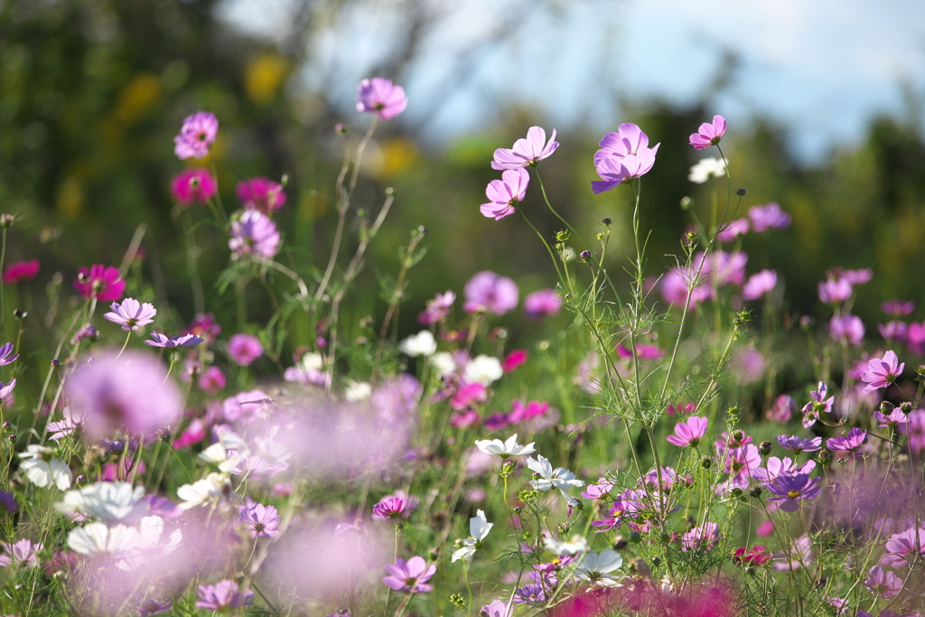 鬼怒グリーンパークの秋桜♪2