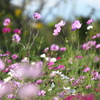 鬼怒グリーンパークの秋桜♪2