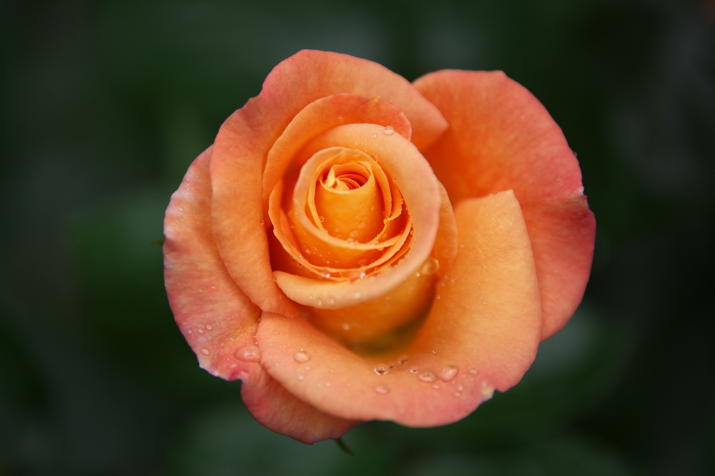 雨の日の薔薇♪2