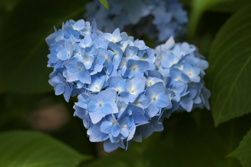 紫陽花・はじまりの頃♪4