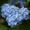 紫陽花・はじまりの頃♪4