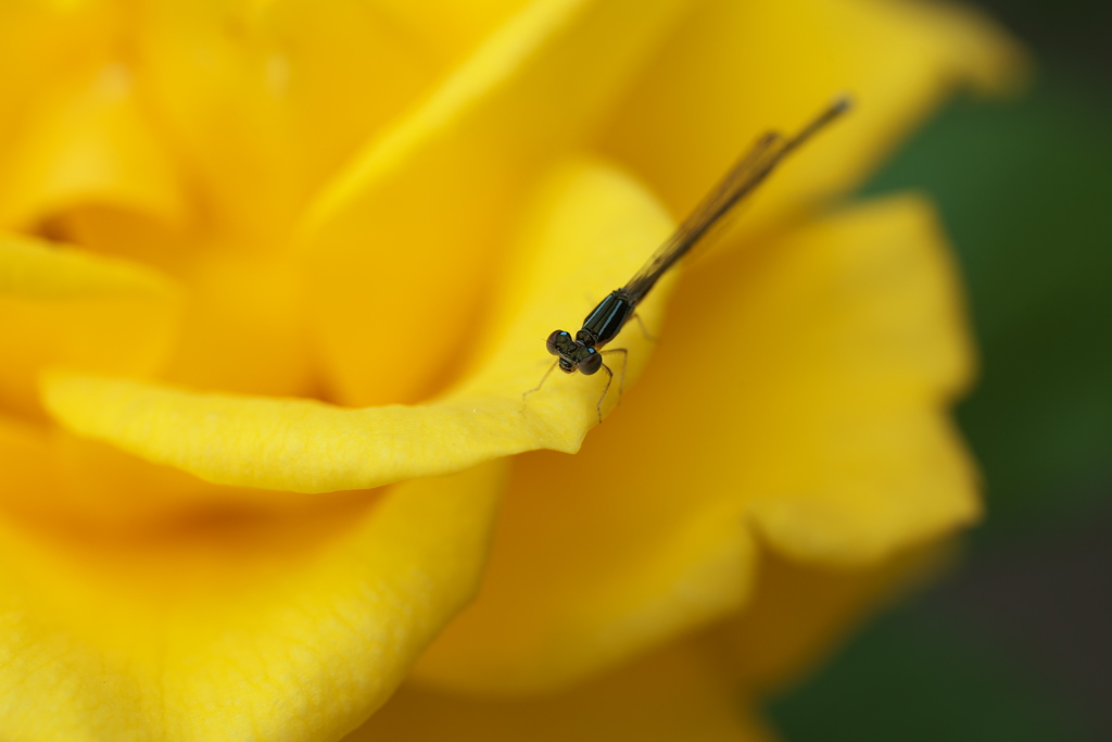 春の薔薇・あしかがフラワーパーク♪20