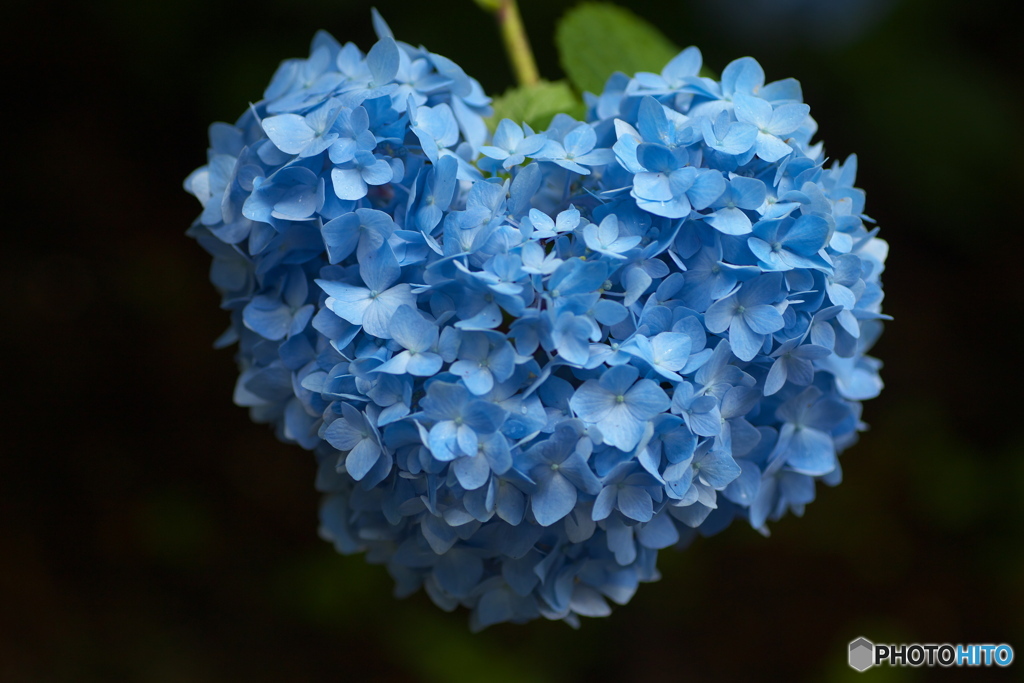 礒山神社の紫陽花♪9