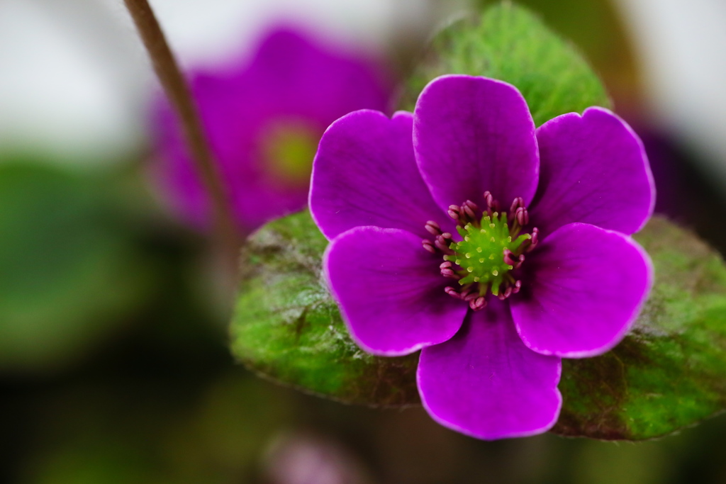 ちっちゃな雪割草♪８
