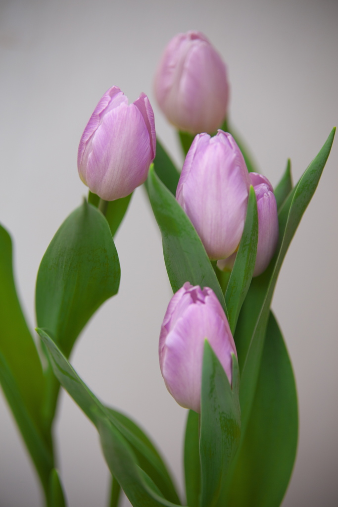 初春の花センター♪2