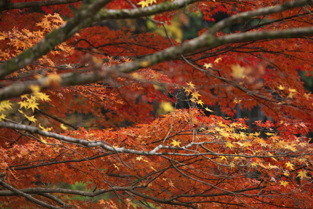 紅葉・あわの街道♪1