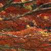 紅葉・あわの街道♪1