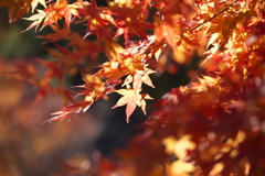 紅葉の頃・富弘美術館Ⅱ2