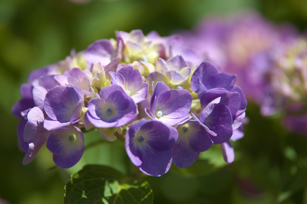 紫陽花・権現堂公園♪9