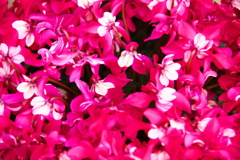 冬の華♪3