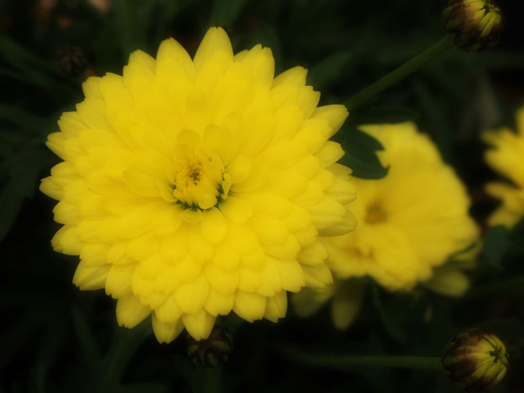 菊