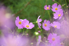 秋桜揺れて♪Ⅱ