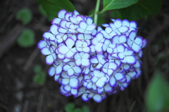 磯山神社の紫陽花♪5