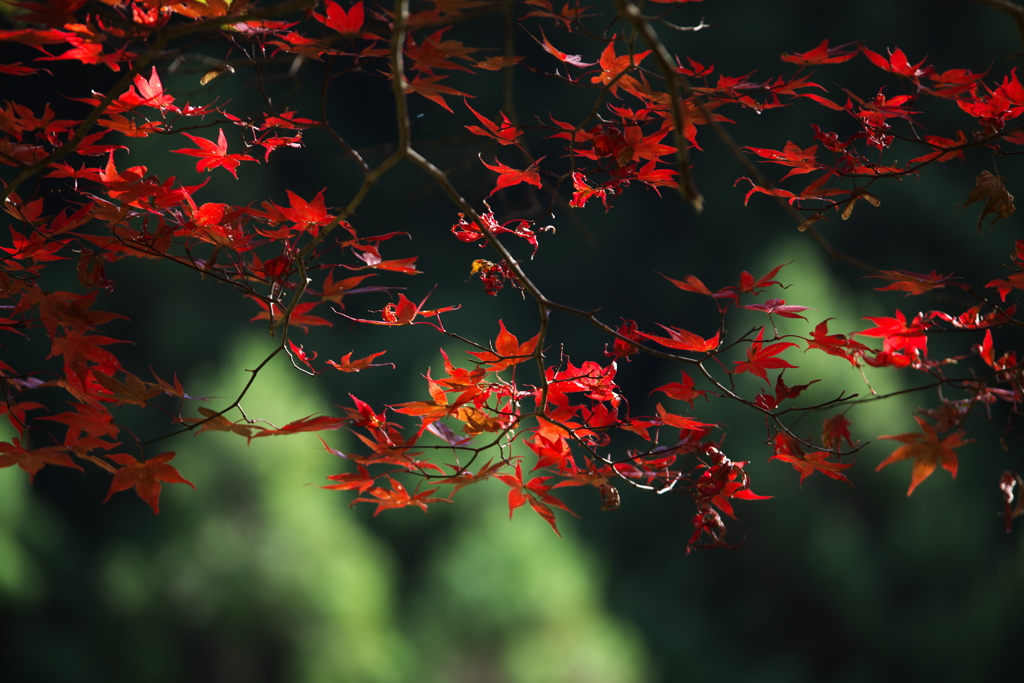 桐生川沿いの紅葉♪2