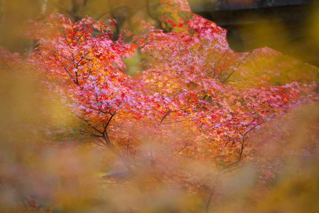 紅葉・古峯園♪4