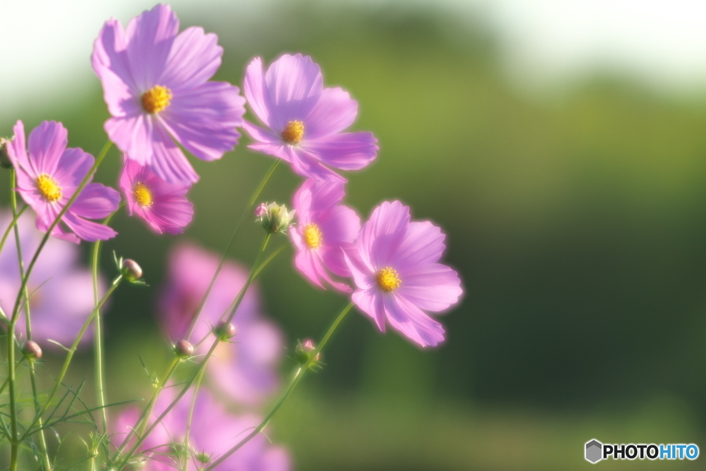 秋桜